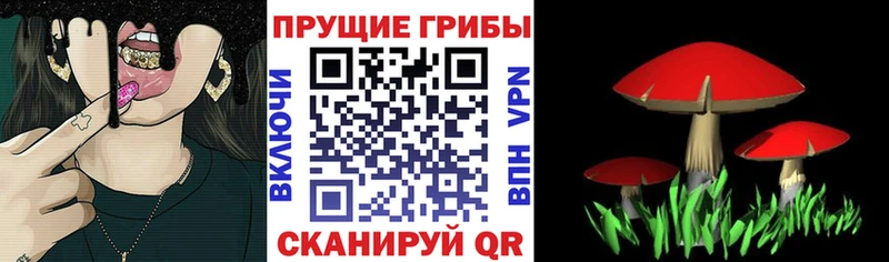 Псилоцибиновые грибы Psilocybine cubensis Катайск